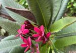 কাঠগোলাপ গাছ বিক্রি হবে