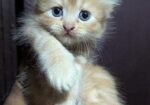Persian Cat