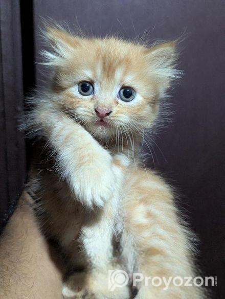 Persian Cat