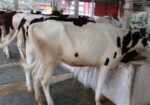 ৬৩০ নং ৬টি উন্নত জাতের বকনা বিক্রয় হবে