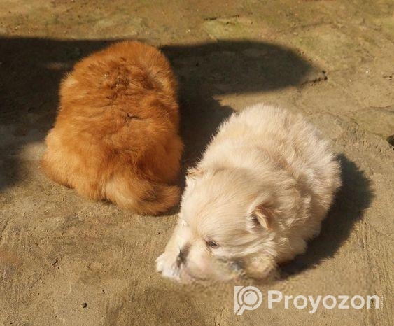 Pomeranian Puppi