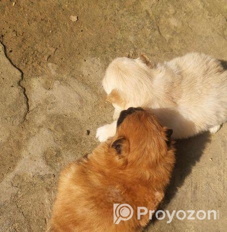 Pomeranian Puppi