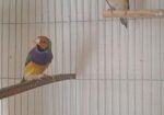 গোল্ডিয়ান ফিঞ্চ Goldian Finch পাখি, বেঙ্গলি, কাঠথ্রোট