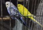 ৩ টি বাজরিগা পাখি খাঁচা ও হাঁড়ি সহ