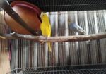 একজোরা রিনিং বাজিগর পাখি বিকরি করবো