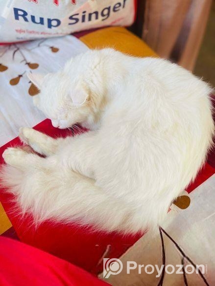 Persian Cat