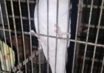 Albino Red Eye Cocatale