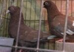 Kobutor bikri hobe