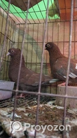 Kobutor bikri hobe
