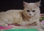 Parsiyan Cat 2n Cot