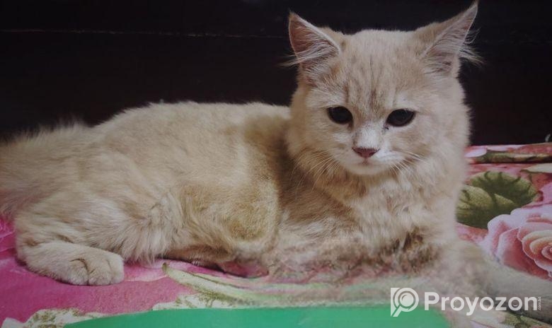 Parsiyan Cat 2n Cot