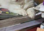 Traditional Persian