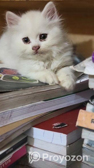 Traditional Persian