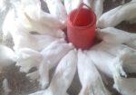 ময়ূরী এডাল্ট তিন জোড়া