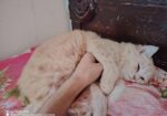 Parsiyan Cat 2n Cot