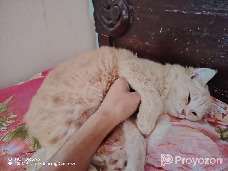 Parsiyan Cat 2n Cot