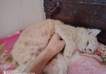 Parsiyan Cat 2n Cot