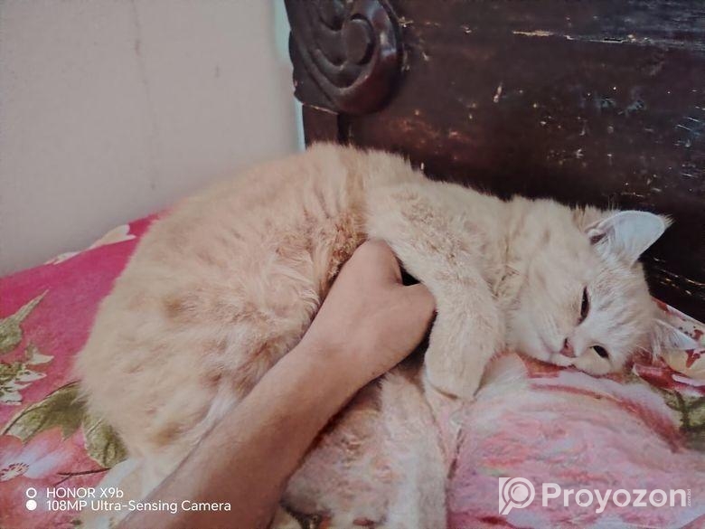 Parsiyan Cat 2n Cot