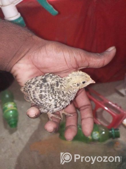কিছু কোয়েল পাখি বিক্রি করা হবে