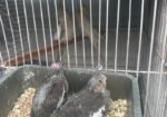 Cockatiel Bird Selling