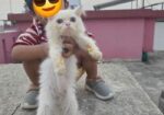 Persian Kitten Female