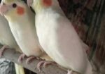লুটিনো পাল ককাটেল রানিং পাখি