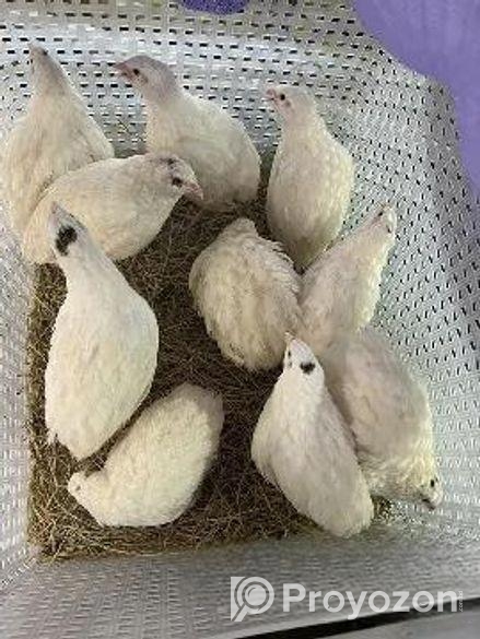 ছেলে কোয়েল বিক্রি হবে