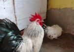 Japanese Bentham Chicken