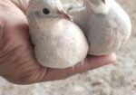 King Quail – কিং কোয়েল