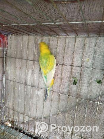 সিংগেল ফিমেল বাজিগার