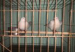 Bajigar Bird