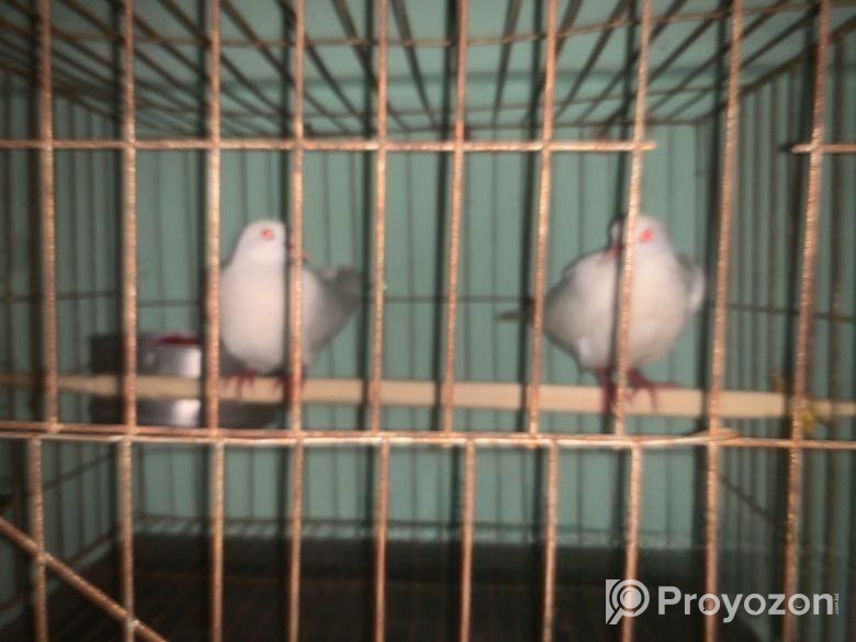 Bajigar Bird