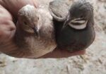 King Quail – কিং কোয়েল