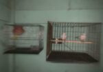 Bajigar Bird