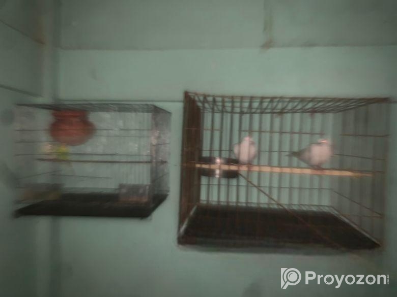 Bajigar Bird