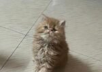 Exotic Bloodline cat