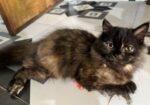 Persian Female Baby Cat