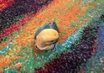 Tame Size Baby Lovebird