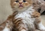 Exotic Bloodline cat