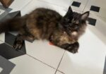Persian Female Baby Cat