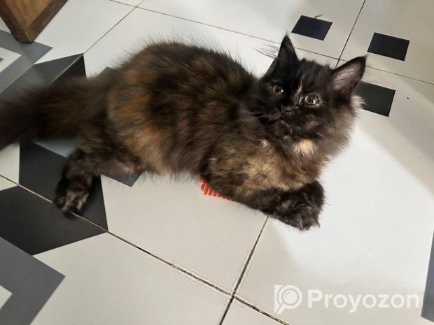 Persian Female Baby Cat