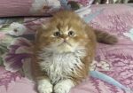 Exotic Bloodline cat