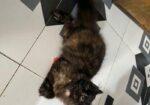 Persian Female Baby Cat