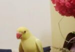 Bird for sale
