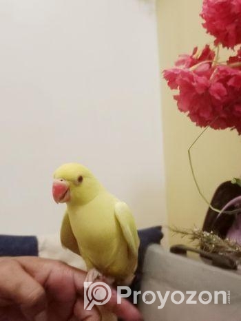 Bird for sale