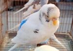 বাজরিগার পাখি Bajrikar Bird