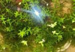 Micra Plants For Sell