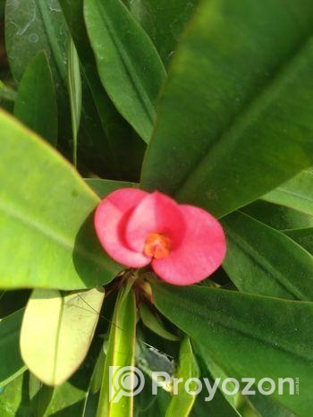 ফুল গাছ