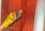 Bajrigar Bird