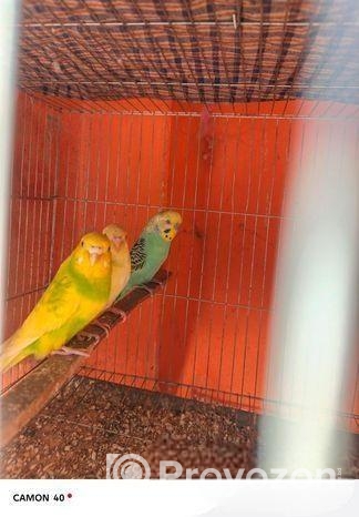 Bajrigar Bird